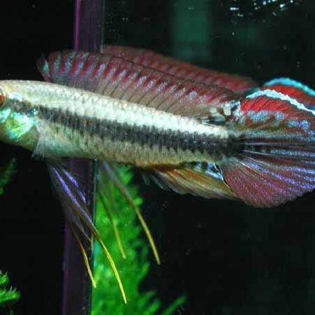 美鯛的品種一覽表，美洲慈鯛（美洲慈鯛）主要品種一覽表