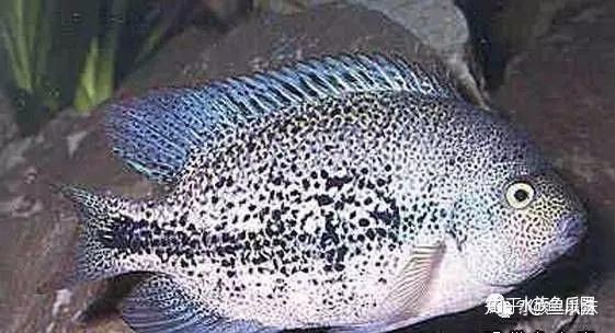 美鯛的品種一覽表，美洲慈鯛（美洲慈鯛）主要品種一覽表