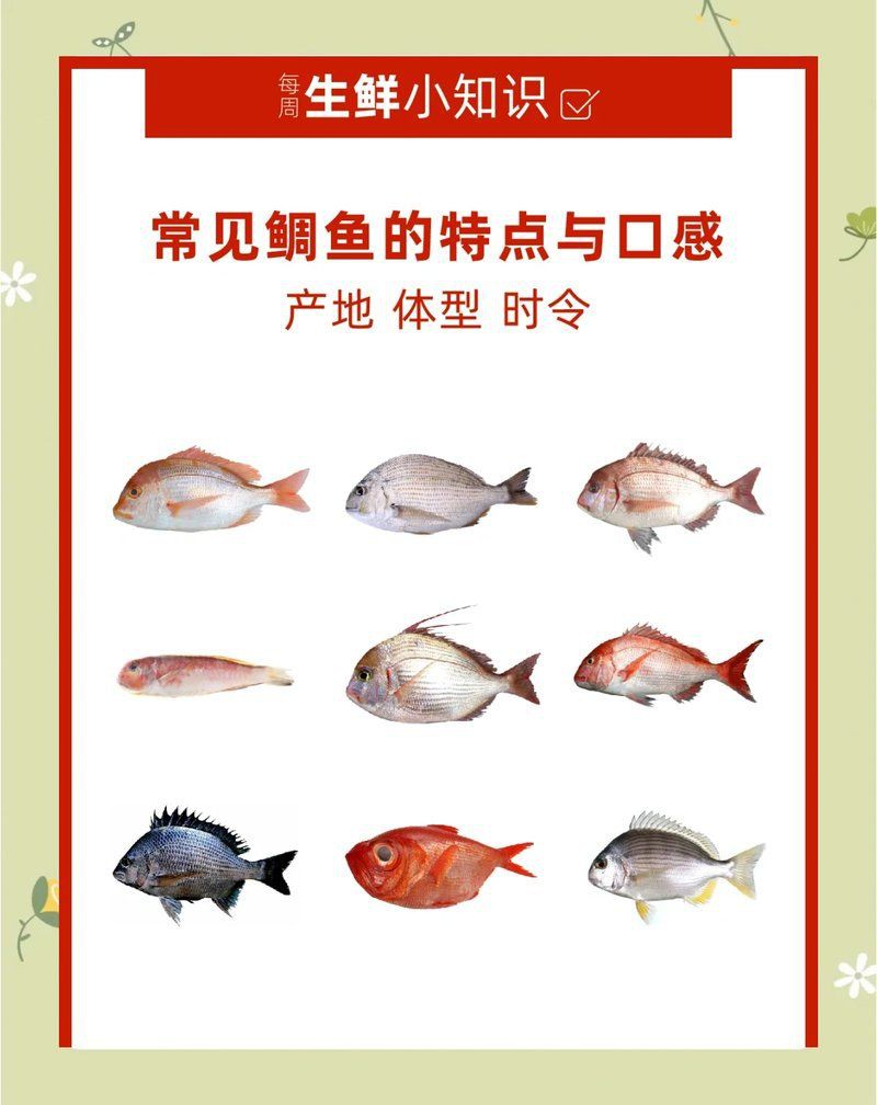 美鯛的品種一覽表，美洲慈鯛（美洲慈鯛）主要品種一覽表