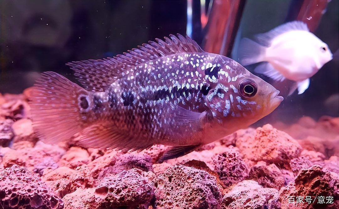 羅漢魚幼苗幾厘米最漂亮，《羅漢魚幼苗幾厘米最漂亮》