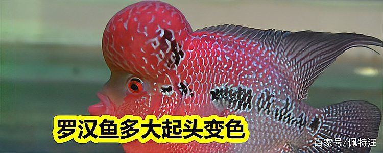 羅漢魚幼苗幾厘米最漂亮，《羅漢魚幼苗幾厘米最漂亮》