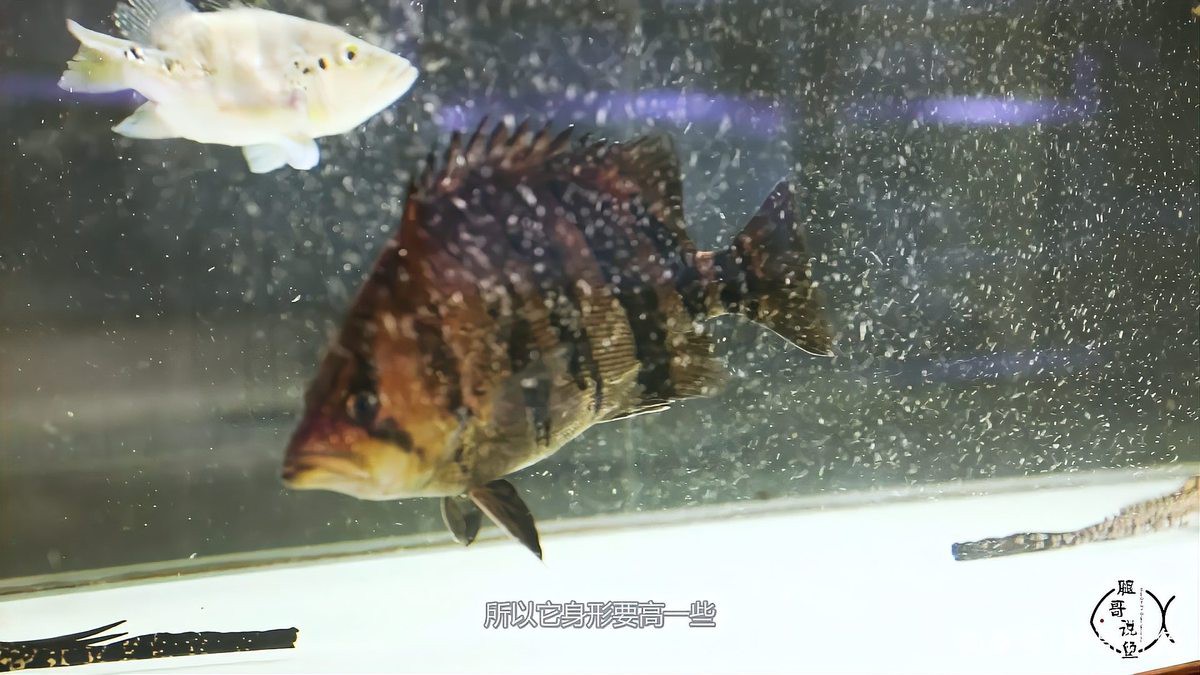分辨印尼虎的方法，分辨印尼虎的識別特征與分辨方法詳解印尼虎的識別技巧
