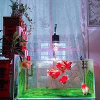 吉羅缸和龍魚缸哪個更費電，吉羅缸和龍魚缸哪個更費電150瓦深度測評視頻