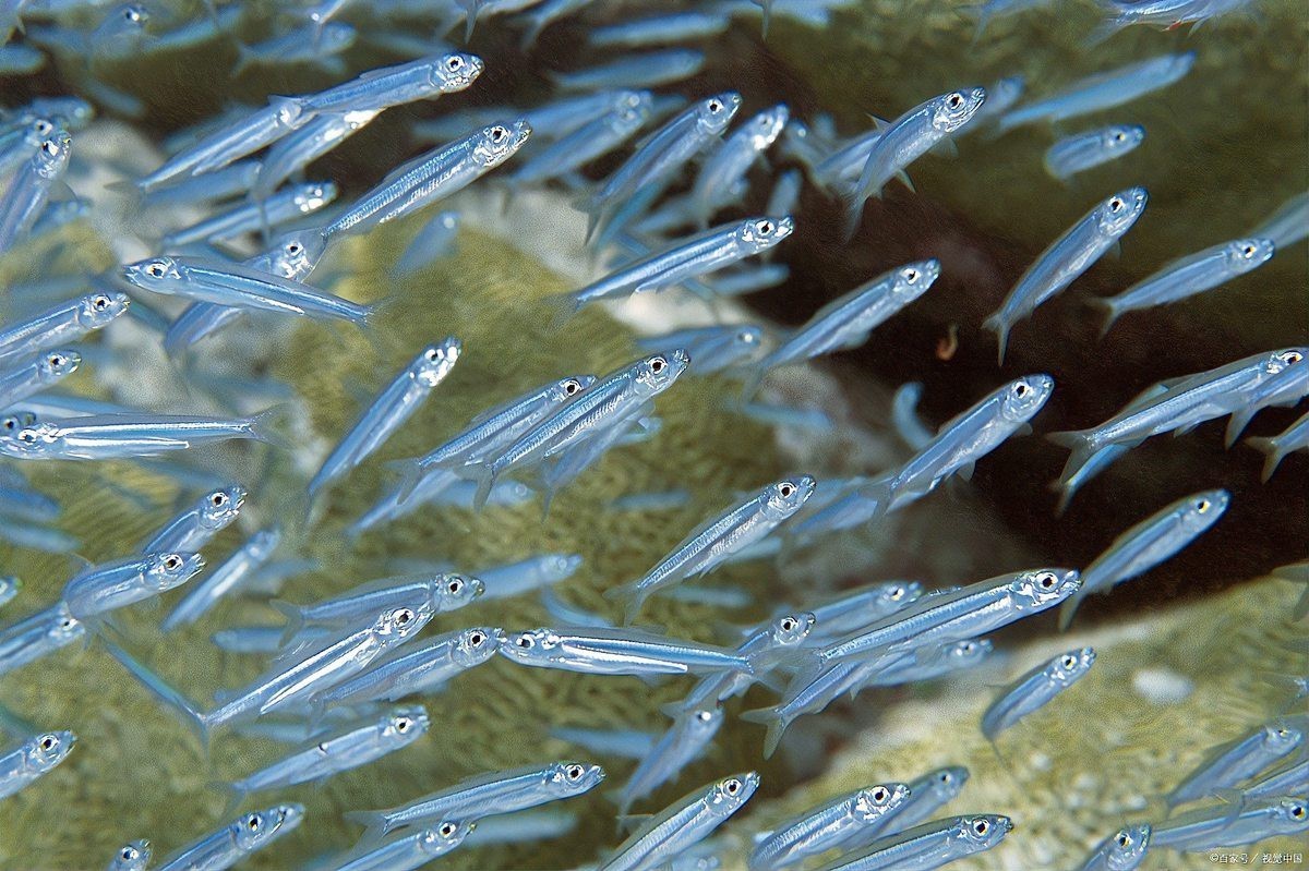 鳳尾剛下的小魚怎么喂，鳳尾剛下的小魚怎么喂旋風360,鳳尾魚下崽怎么養(yǎng)百度經(jīng)驗