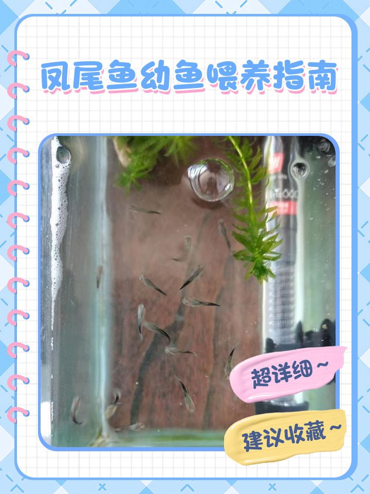 鳳尾剛下的小魚怎么喂，鳳尾剛下的小魚怎么喂旋風360,鳳尾魚下崽怎么養百度經驗