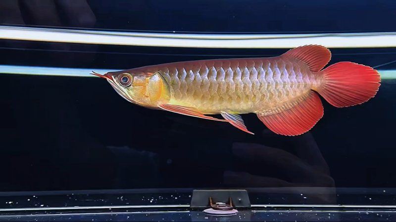 紅龍魚血統(tǒng)鑒別需要哪些工具？，紅龍魚血統(tǒng)鑒別所需工具
