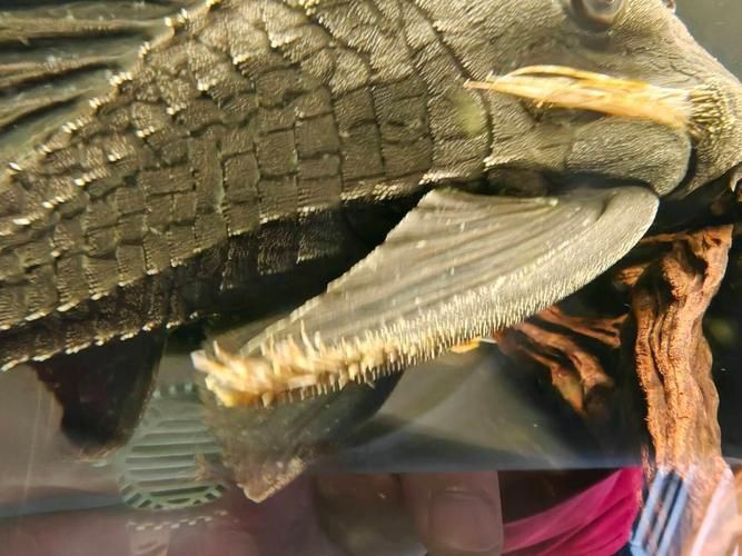 綠皮皇冠豹正確繁殖圖解，秘魯綠皮皇冠豹圖解