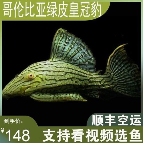 綠皮皇冠豹正確繁殖圖解，秘魯綠皮皇冠豹圖解