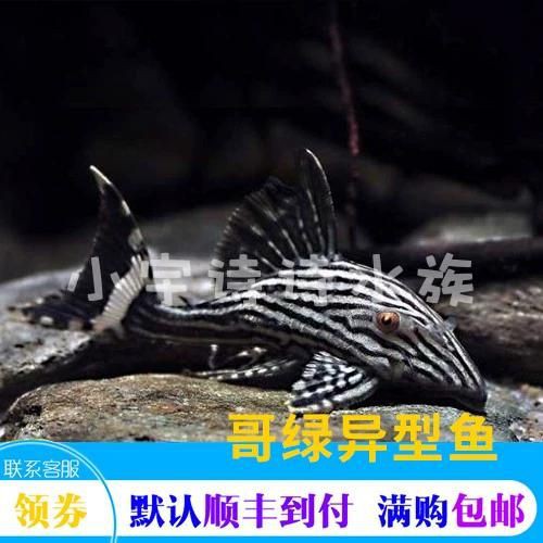 綠皮皇冠豹正確繁殖圖解，秘魯綠皮皇冠豹圖解