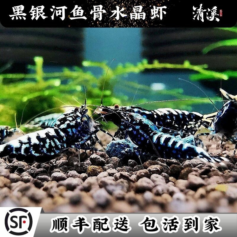 聶榮水族店，聶榮水族\