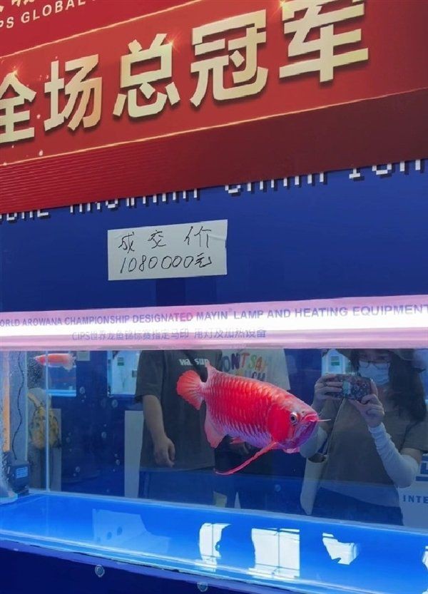 60公分的紅龍魚市場價，世界上最貴的觀賞魚紅龍魚價格為何堪比保時捷 60公分的紅龍魚市場價，世界上最貴的觀賞魚紅龍魚價格為何堪比保時捷 龍魚百科 第9張