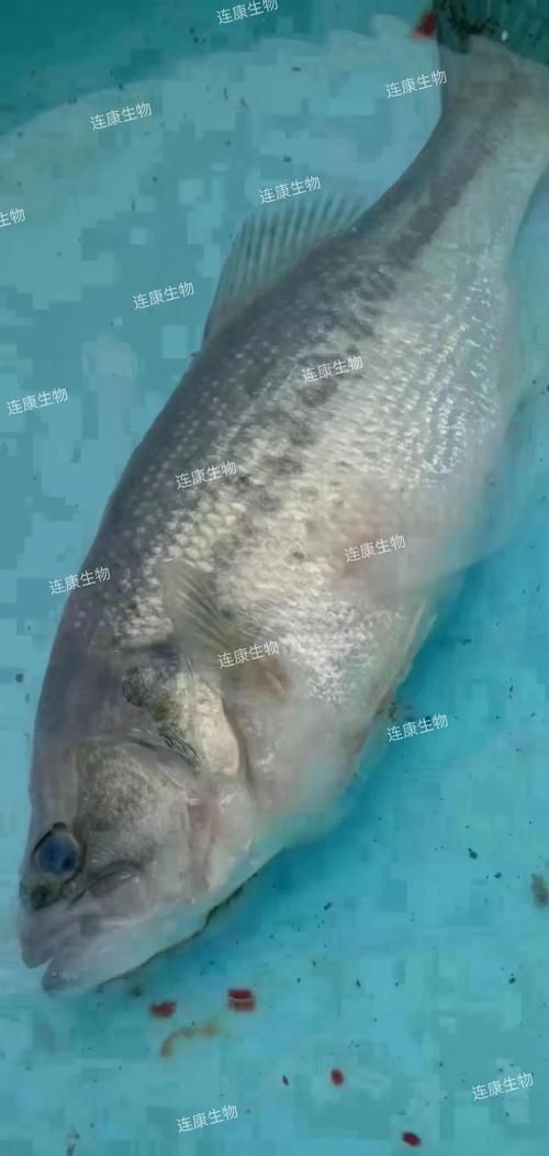 給我一張水霉病初期的圖片，《水霉病初期圖片相關(guān)摘要》水霉病初期圖片相關(guān)摘要