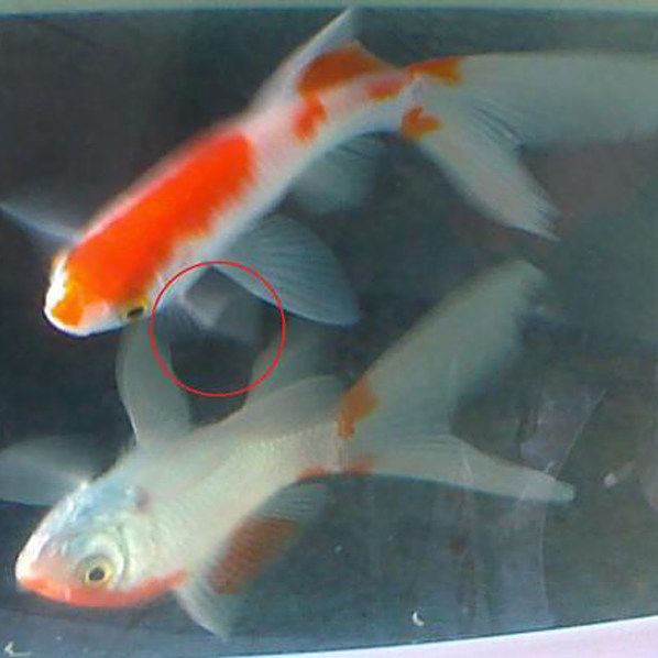 給我一張水霉病初期的圖片，《水霉病初期圖片相關(guān)摘要》水霉病初期圖片相關(guān)摘要