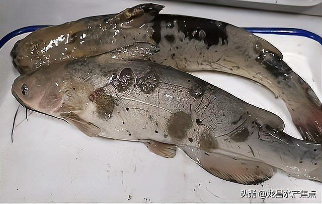 給我一張水霉病初期的圖片，《水霉病初期圖片相關(guān)摘要》水霉病初期圖片相關(guān)摘要