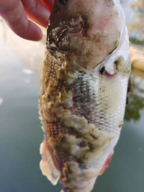 給我一張水霉病初期的圖片，《水霉病初期圖片相關(guān)摘要》水霉病初期圖片相關(guān)摘要