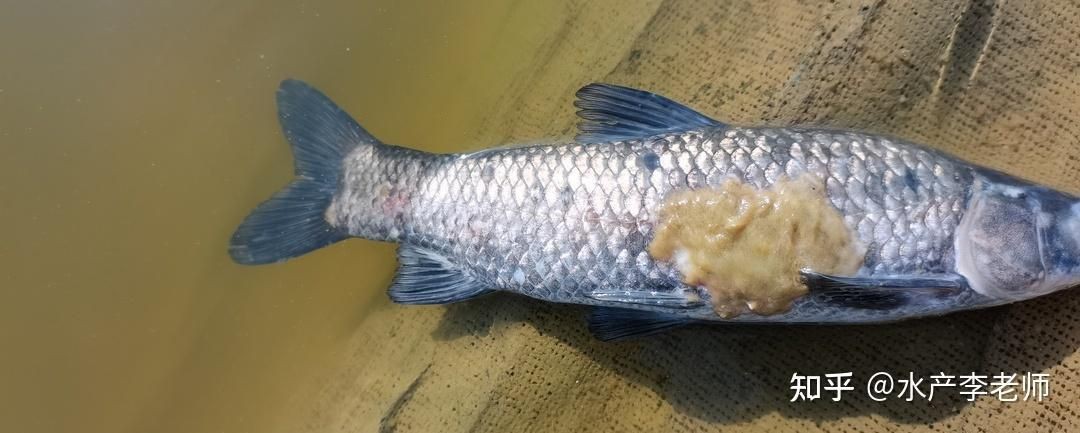 給我一張水霉病初期的圖片，《水霉病初期圖片相關(guān)摘要》水霉病初期圖片相關(guān)摘要