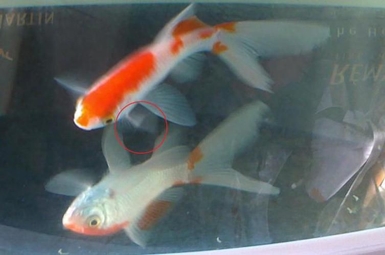 給我一張水霉病初期的圖片，《水霉病初期圖片相關(guān)摘要》水霉病初期圖片相關(guān)摘要