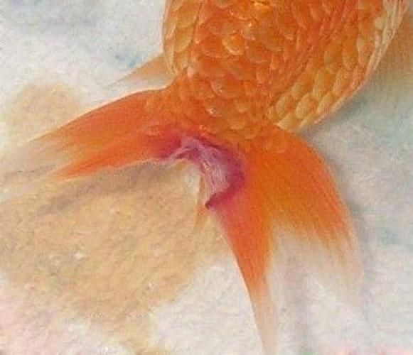 給我一張水霉病初期的圖片，《水霉病初期圖片相關(guān)摘要》水霉病初期圖片相關(guān)摘要