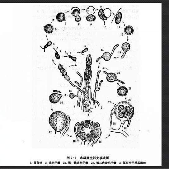 給我一張水霉病初期的圖片，《水霉病初期圖片相關(guān)摘要》水霉病初期圖片相關(guān)摘要