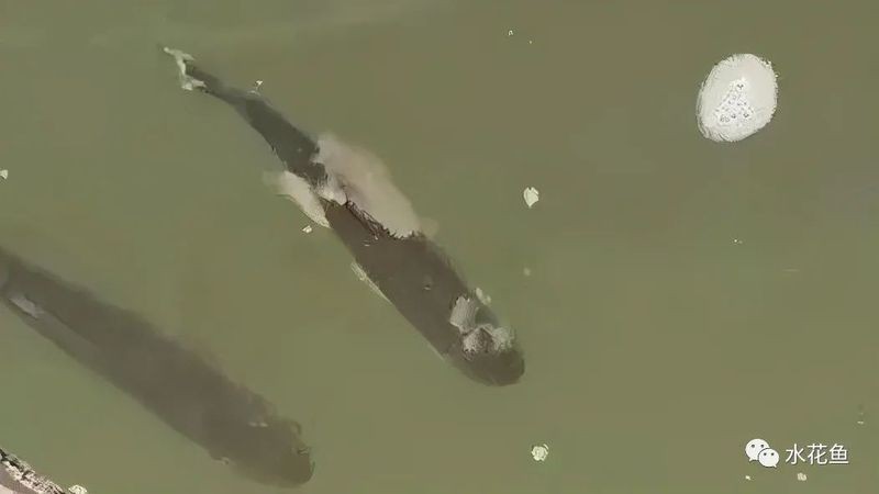 給我一張水霉病初期的圖片，《水霉病初期圖片相關(guān)摘要》水霉病初期圖片相關(guān)摘要