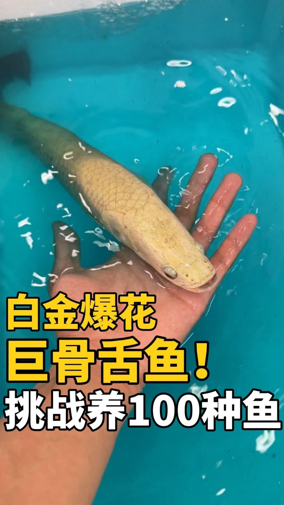 如何區分白金龍魚的品質？，如何區分白金龍魚的品質