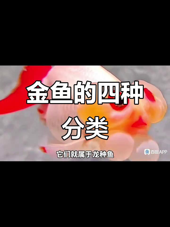 如何挑選高質(zhì)量的龍種金魚，如何挑選高質(zhì)量的龍種金魚，