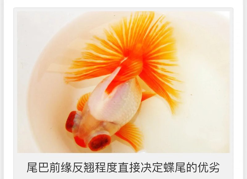 如何挑選高質量的龍種金魚，如何挑選高質量的龍種金魚， 如何挑選高質量的龍種金魚，如何挑選高質量的龍種金魚， 龍魚論壇 第4張
