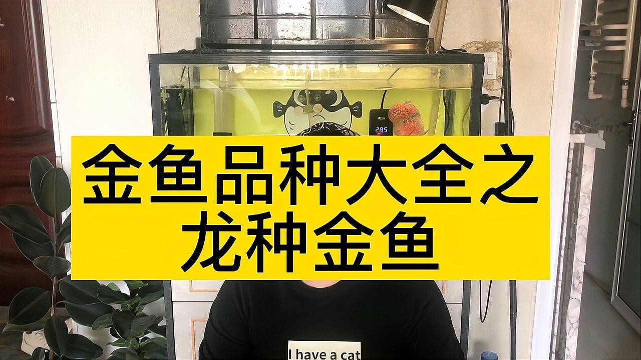 如何挑選高質(zhì)量的龍種金魚，如何挑選高質(zhì)量的龍種金魚，