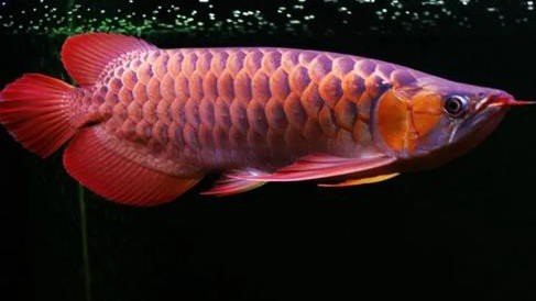 十大最貴紅龍魚品種，紅龍魚中的十大最貴紅龍魚品種揭示其背后的特性與收藏價值 十大最貴紅龍魚品種，紅龍魚中的十大最貴紅龍魚品種揭示其背后的特性與收藏價值 龍魚論壇 第1張