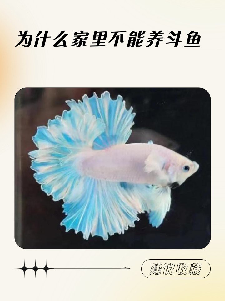為什么家里不能養(yǎng)斗魚，為什么家里不能養(yǎng)斗魚360快搜 為什么家里不能養(yǎng)斗魚，為什么家里不能養(yǎng)斗魚360快搜 龍魚論壇 第3張