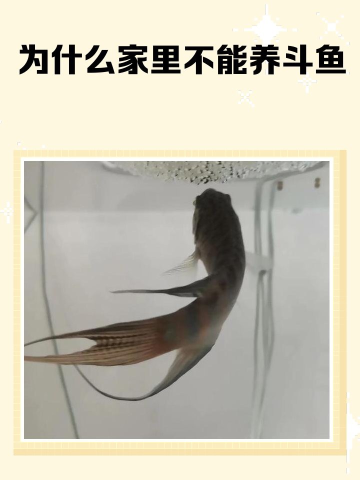為什么家里不能養(yǎng)斗魚，為什么家里不能養(yǎng)斗魚360快搜 為什么家里不能養(yǎng)斗魚，為什么家里不能養(yǎng)斗魚360快搜 龍魚論壇 第1張