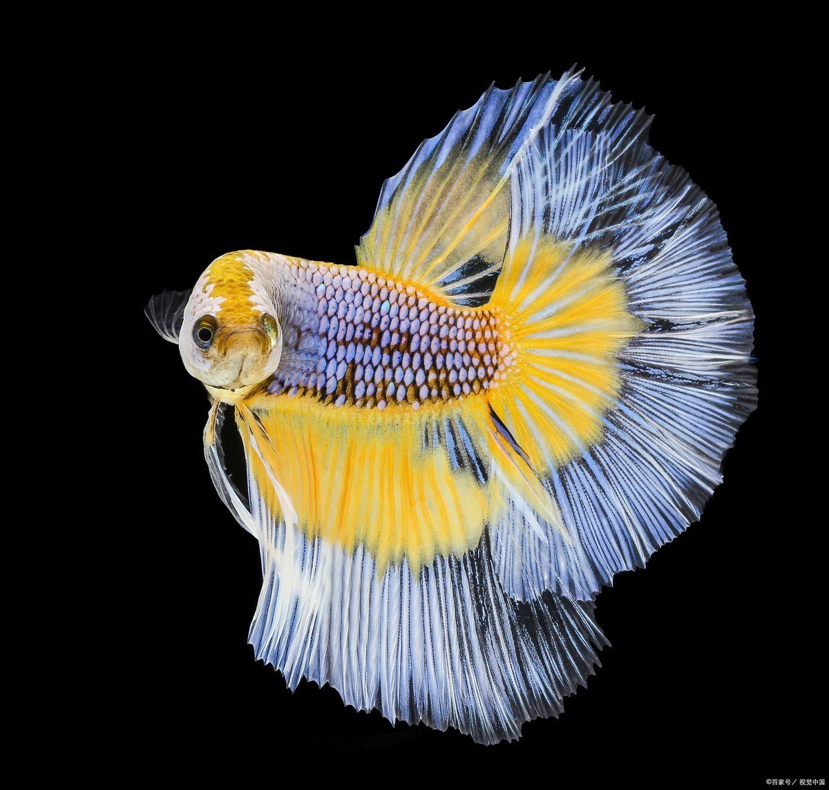 為什么家里不能養(yǎng)斗魚，為什么家里不能養(yǎng)斗魚360快搜 為什么家里不能養(yǎng)斗魚，為什么家里不能養(yǎng)斗魚360快搜 龍魚論壇 第9張