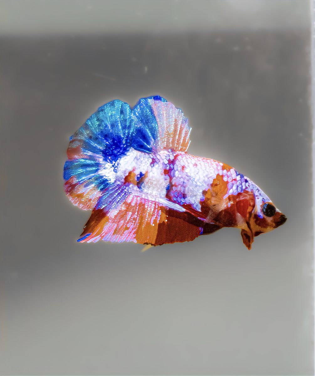為什么家里不能養(yǎng)斗魚，為什么家里不能養(yǎng)斗魚360快搜 為什么家里不能養(yǎng)斗魚，為什么家里不能養(yǎng)斗魚360快搜 龍魚論壇 第4張