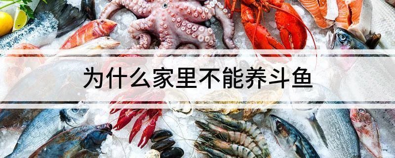 為什么家里不能養(yǎng)斗魚，為什么家里不能養(yǎng)斗魚360快搜 為什么家里不能養(yǎng)斗魚，為什么家里不能養(yǎng)斗魚360快搜 龍魚論壇 第5張