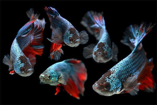 為什么家里不能養(yǎng)斗魚，為什么家里不能養(yǎng)斗魚360快搜 為什么家里不能養(yǎng)斗魚，為什么家里不能養(yǎng)斗魚360快搜 龍魚論壇 第6張