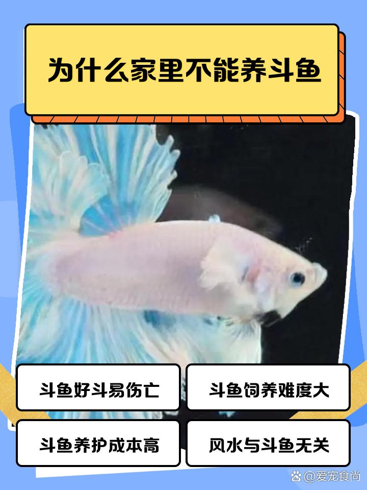 為什么家里不能養(yǎng)斗魚，為什么家里不能養(yǎng)斗魚360快搜 為什么家里不能養(yǎng)斗魚，為什么家里不能養(yǎng)斗魚360快搜 龍魚論壇 第2張