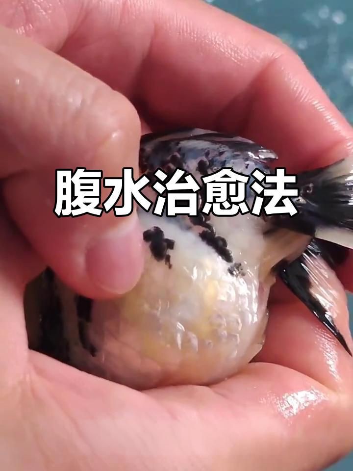 有哪些藥物可以輔助治療魚腹水？，智能模式回答完成調用工具：百度健康治療魚腹水的輔助藥物