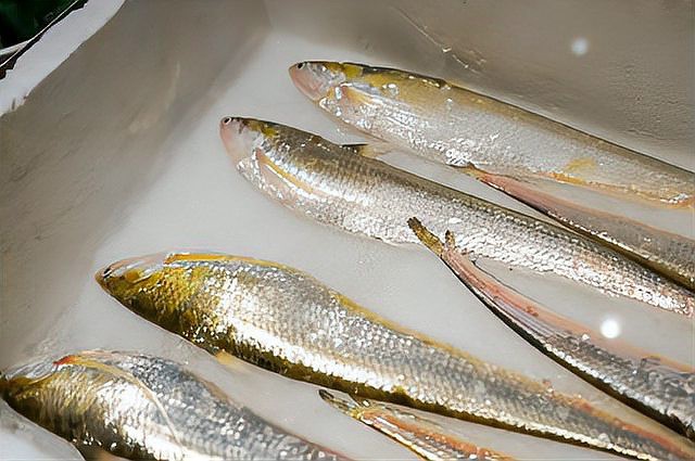 刀魚有哪些品種和圖片，刀魚是一類體型狹長側(cè)薄、形似尖刀的洄游性魚類魚類