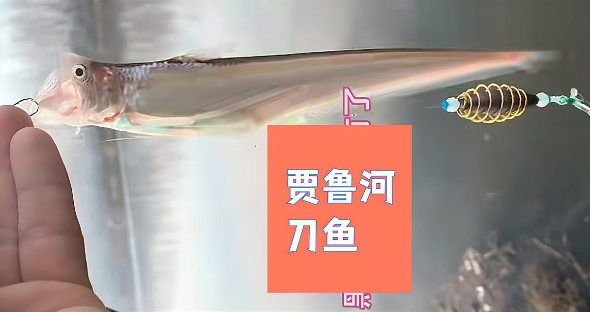 刀魚有哪些品種和圖片，刀魚是一類體型狹長側(cè)薄、形似尖刀的洄游性魚類魚類