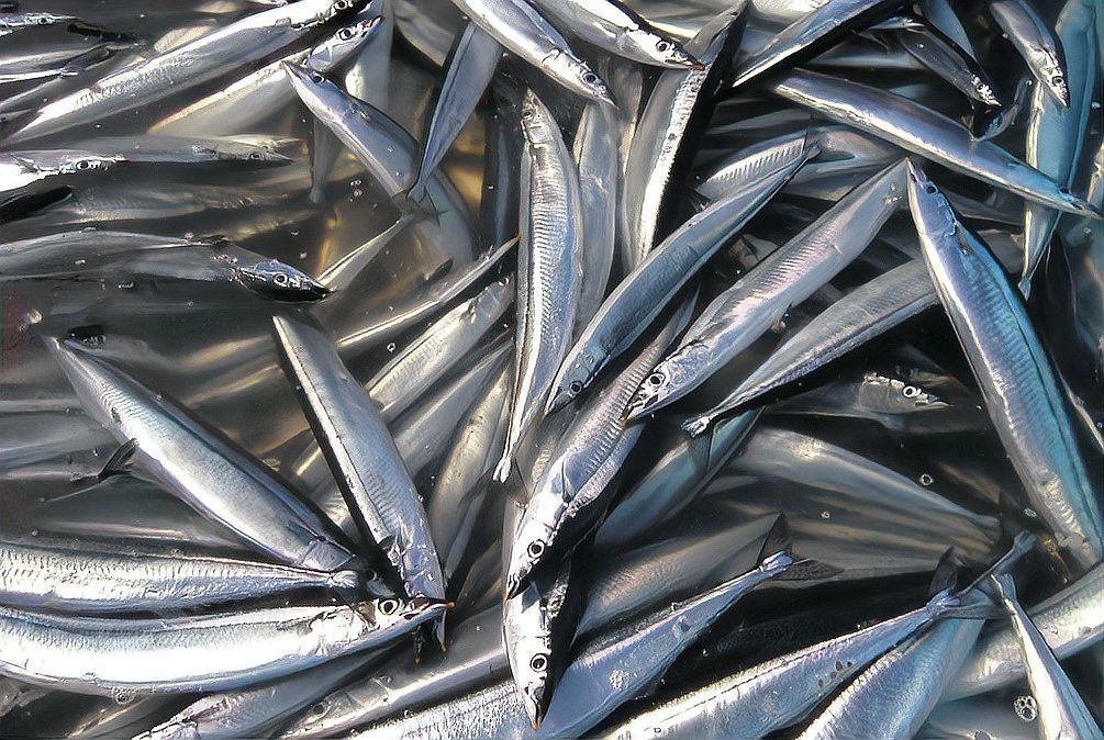 刀魚有哪些品種和圖片，刀魚是一類體型狹長側(cè)薄、形似尖刀的洄游性魚類魚類