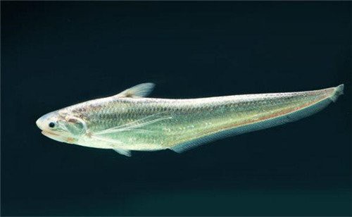 刀魚有哪些品種和圖片，刀魚是一類體型狹長側薄、形似尖刀的洄游性魚類魚類