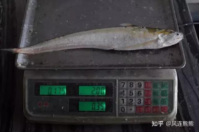 刀魚有哪些品種和圖片，刀魚是一類體型狹長側(cè)薄、形似尖刀的洄游性魚類魚類