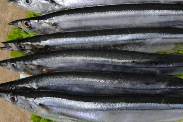 刀魚有哪些品種和圖片，刀魚是一類體型狹長側薄、形似尖刀的洄游性魚類魚類