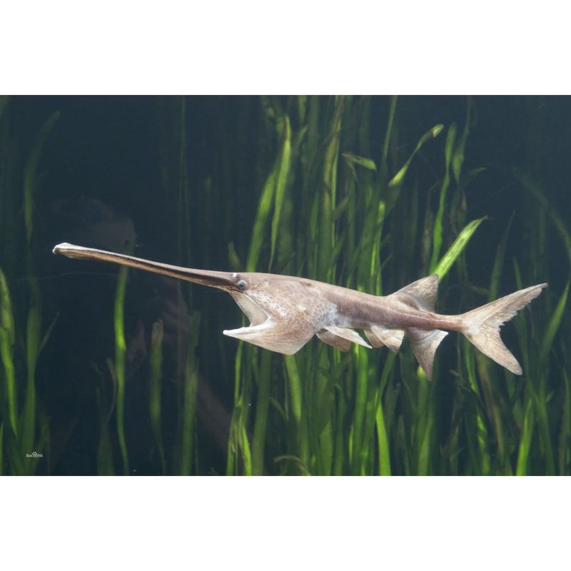 十大兇猛魚排名，世界十大兇猛魚類排行榜