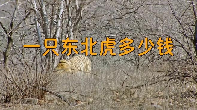 老虎多錢一只？，《老虎多錢一只》聚焦于老虎這一珍稀動物市場價值探討