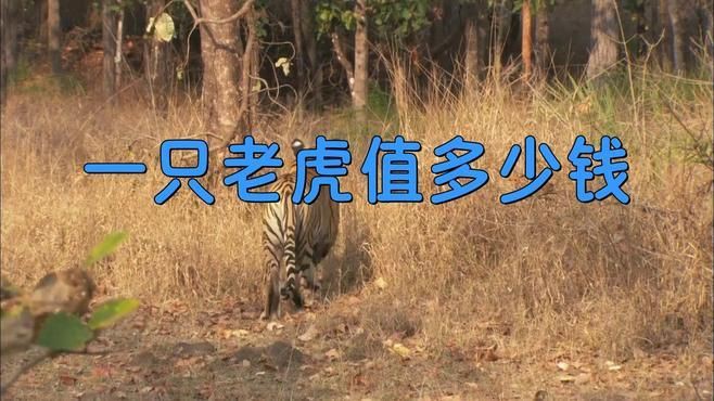 老虎多錢一只？，《老虎多錢一只》聚焦于老虎這一珍稀動物市場價值探討