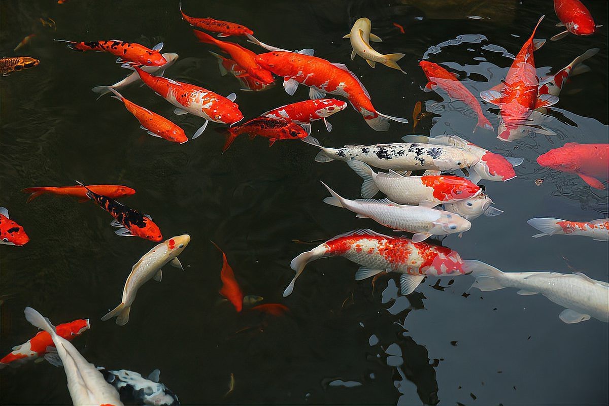 十大最稀有風水魚，“十大最稀有風水魚”涵蓋了多種兼具觀賞價值與吉祥寓意的珍稀品種
