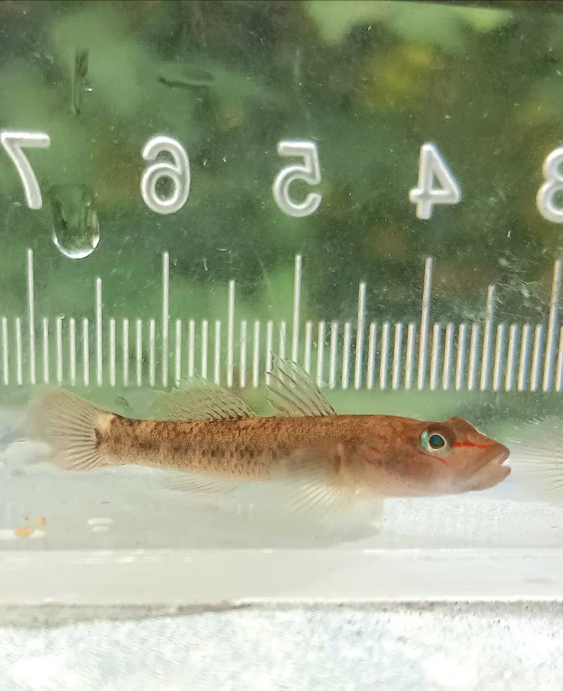 十大巨型蝦虎魚，蝦虎魚的生爆發(fā)式推進(jìn)力形目下的重要類生存策略