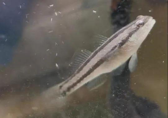 十大巨型蝦虎魚，蝦虎魚的生爆發(fā)式推進(jìn)力形目下的重要類生存策略