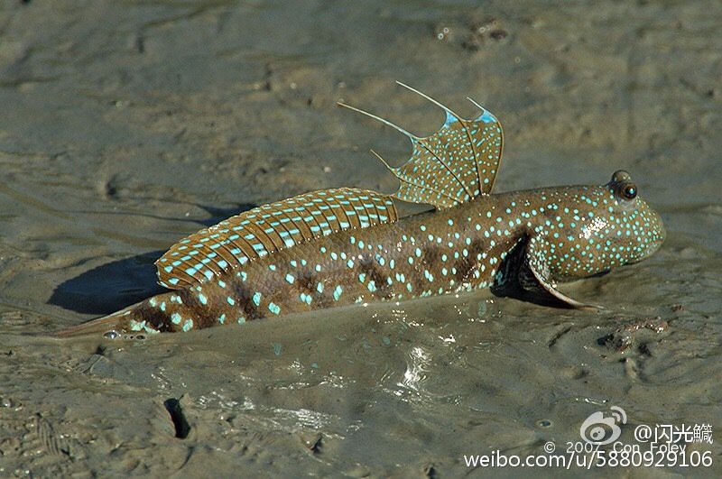十大巨型蝦虎魚，蝦虎魚的生爆發(fā)式推進(jìn)力形目下的重要類生存策略